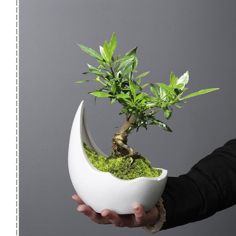 Elegant Half-Moon Fern Pot